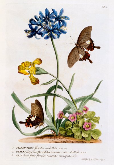 Polianthes, Oxalis e Iris, 1749 (gravura à mão) de Georg Dionysius Ehret